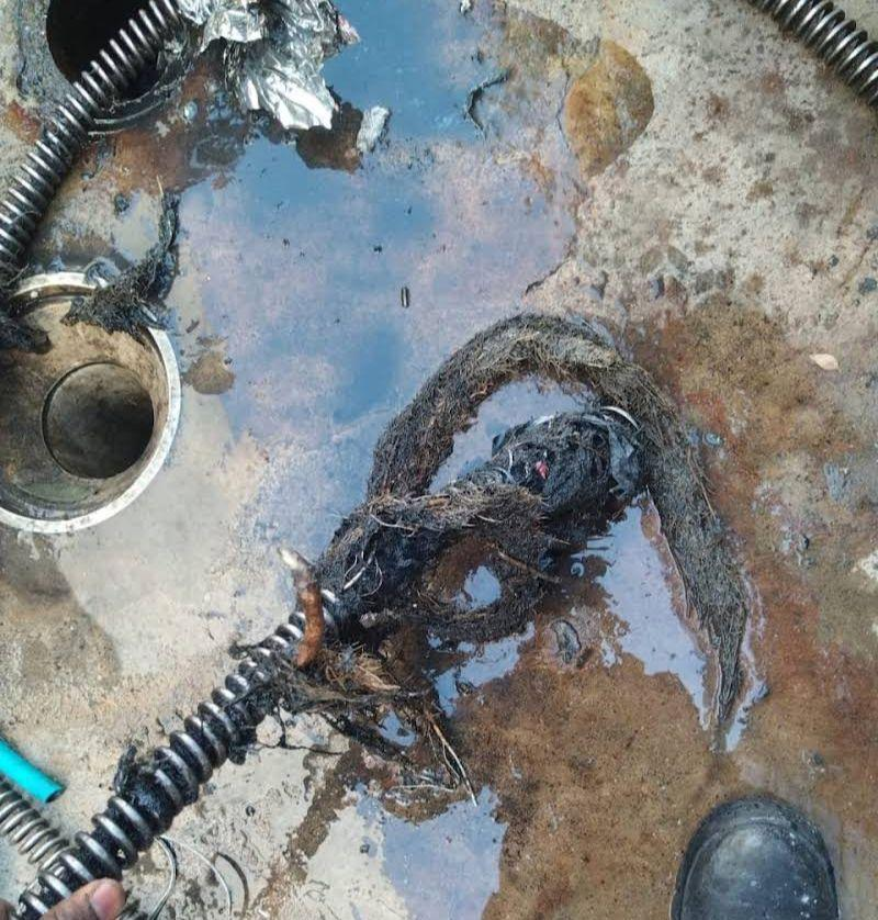 Large root mass extracted from blocked drain